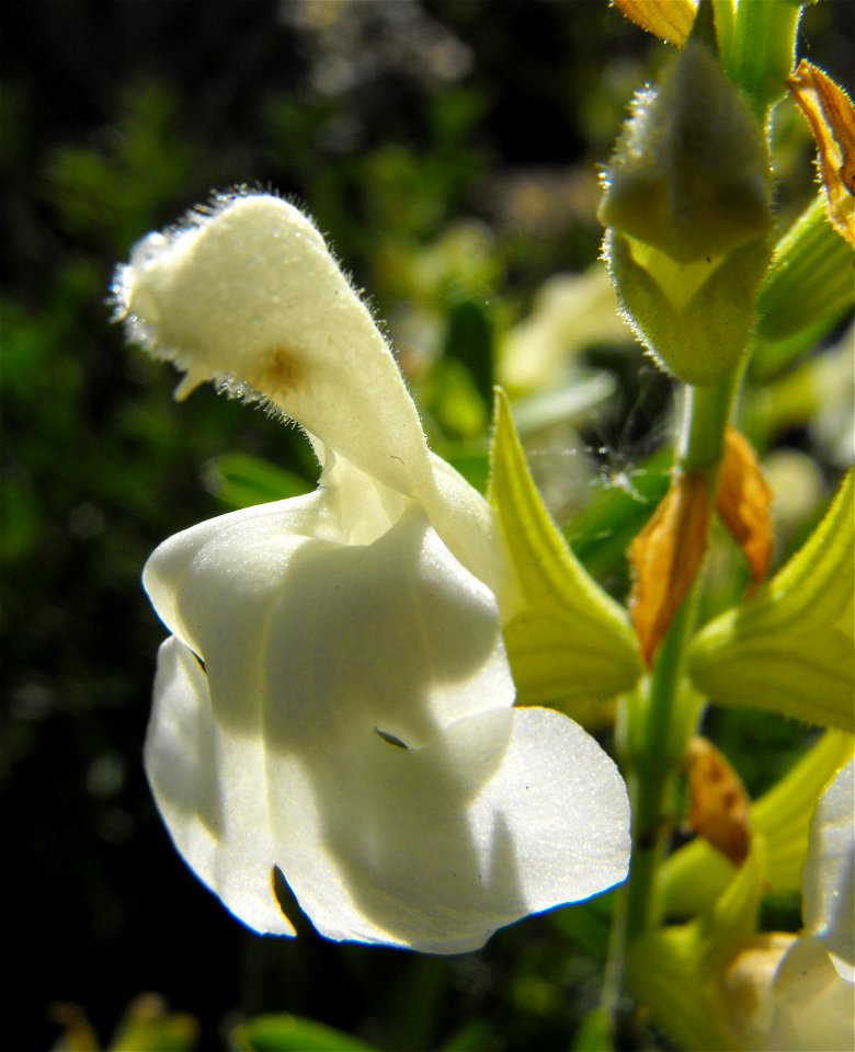 Salvia greggii 'Alba' in the Water Conservation Garden at Cuyamaca College, El Cajon, California, USA. Identified by sign.