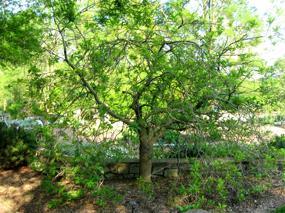 A picture of Chionanthus virginicus.