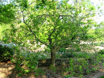 A picture of Chionanthus virginicus.