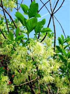 Chionanthus virginicus detail, Tower Hill Botanic Garden, Boylston, Massachusetts, USA.