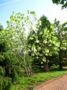 Chionanthus virginicus, Tower Hill Botanic Garden, Boylston, Massachusetts, USA.