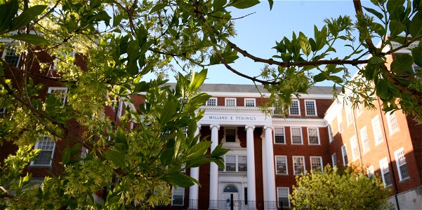 Tydings_Chionanthus_virginicus_fringe_tree