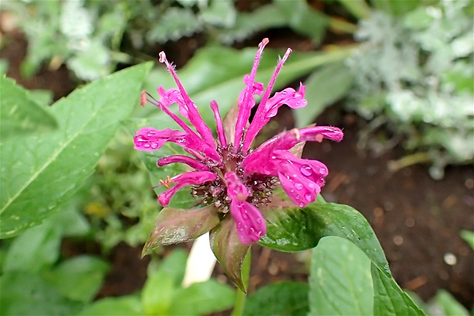 モナルダ パープル・ベルガモット [Monarda didyma 'Purple']