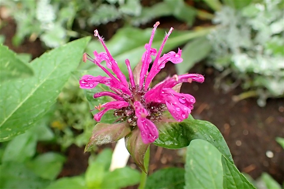 モナルダ パープル・ベルガモット [Monarda didyma 'Purple']