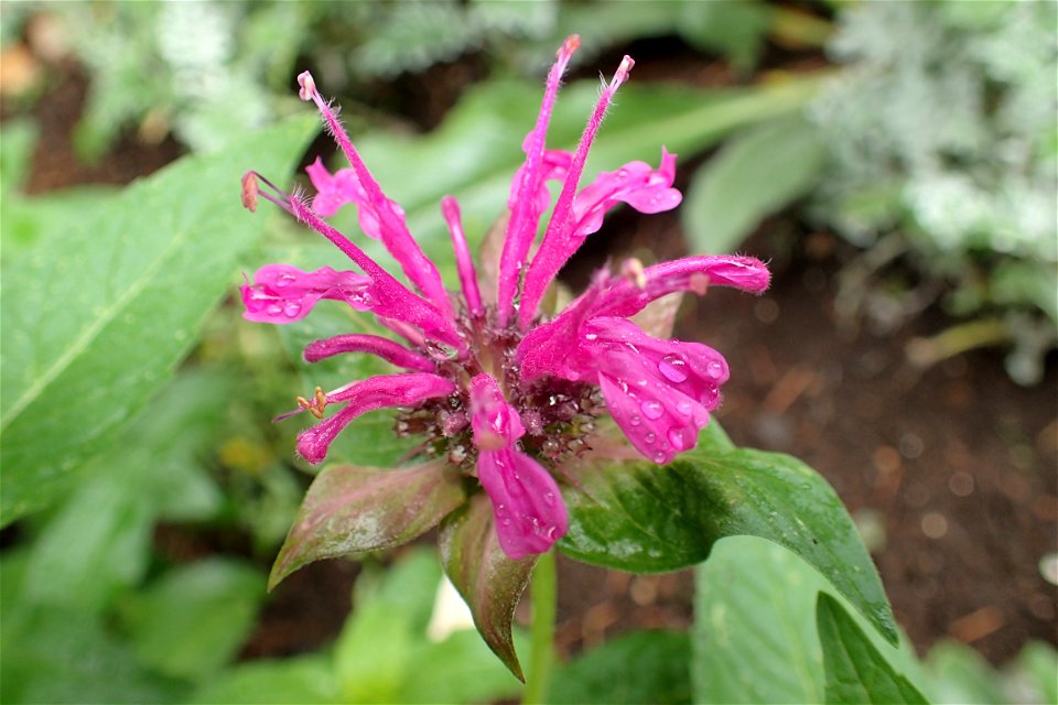 モナルダ パープル・ベルガモット [Monarda didyma 'Purple']