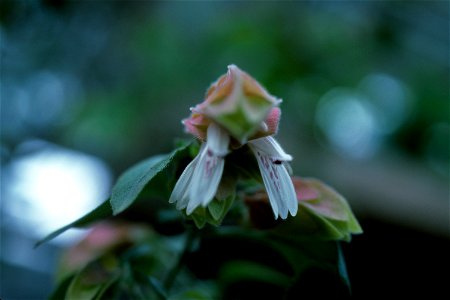 Justicia brandegeeana