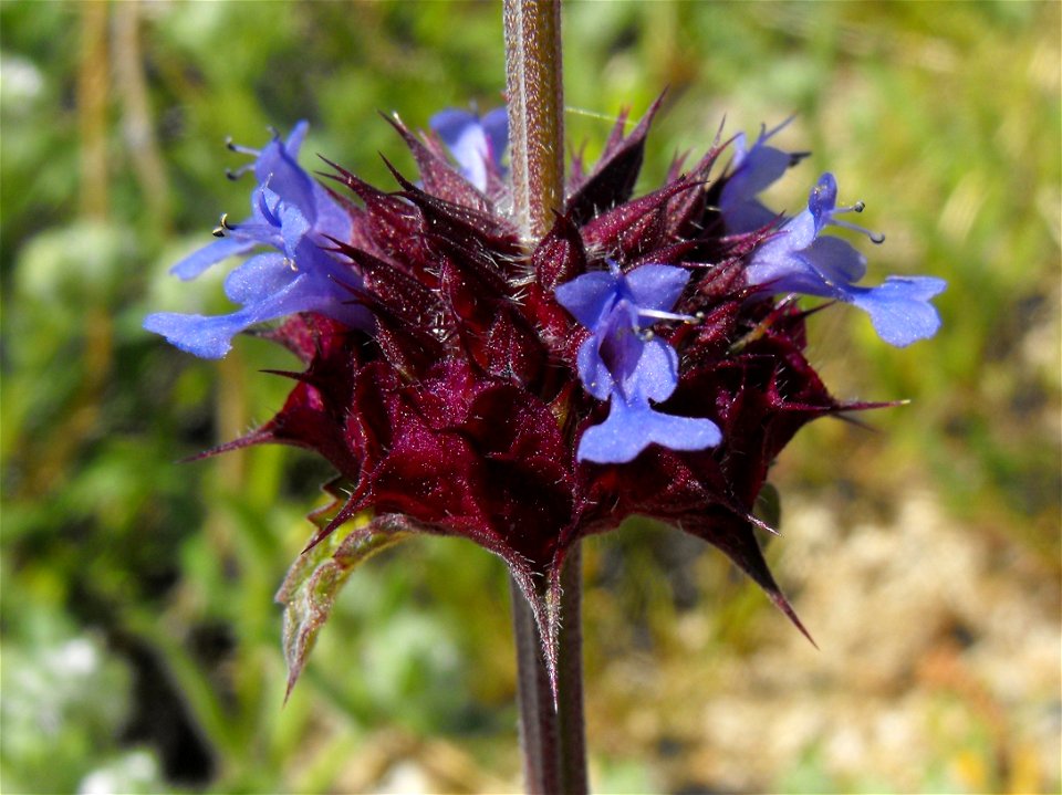 Salvia columbariae in Anza Borrego Desert State Park, California, USA.