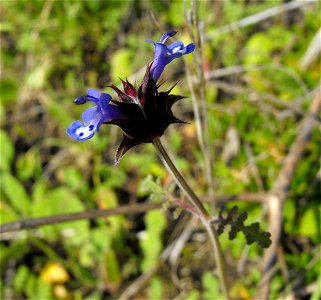A brand new little chia (Salvia columbariae). At Stelzer County Park, Lakeside, California, USA.