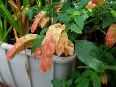Justicia brandegeana, picture taken at the Botanische tuin TU Delft in Delft, The Netherlands