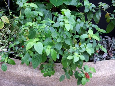 A photograph of Justicia brandegeana.