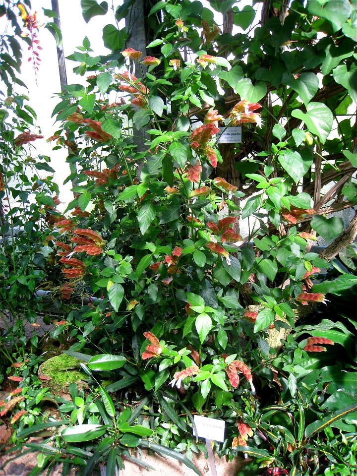 Justicia brandegeana in the Botanischer Garten der Universität Würzburg, Würzburg, Germany.