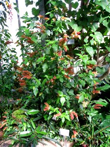 Justicia brandegeana in the Botanischer Garten der Universität Würzburg, Würzburg, Germany. photo