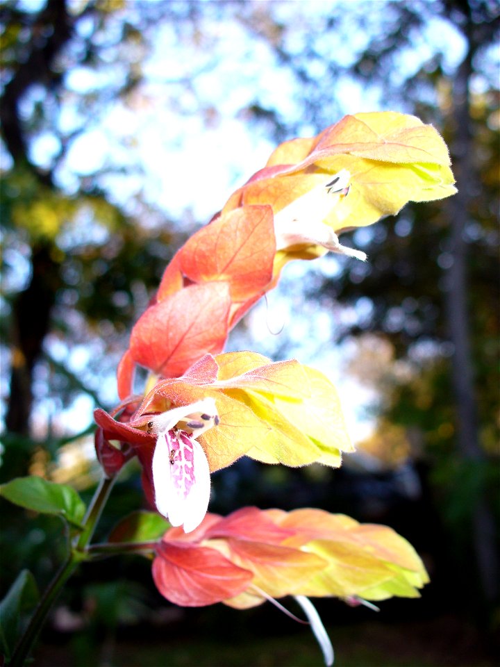 I am the originator of this photo. I hold the copyright. I release it to the public domain. This photo depicts flowers.