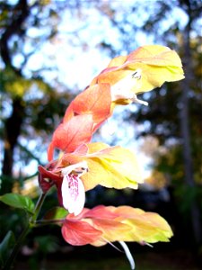 I am the originator of this photo. I hold the copyright. I release it to the public domain. This photo depicts flowers.
