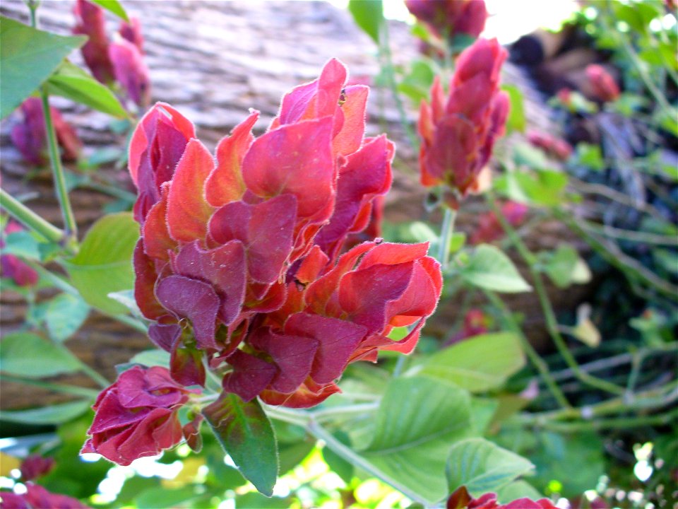 I am the originator of this photo. I hold the copyright. I release it to the public domain. This photo depicts plants.
