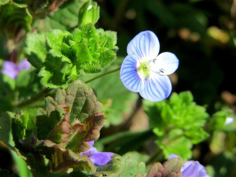 Persischer Ehrenpreis (Veronica persica) im Vogelschutzgebiet Wagbachniederung