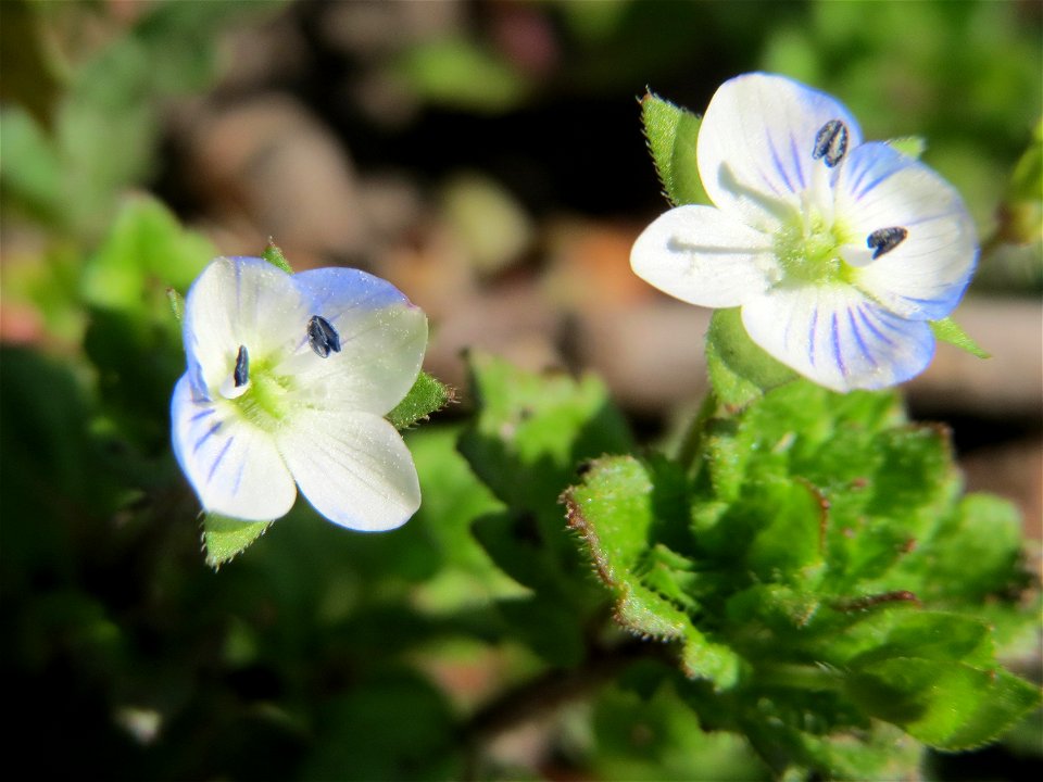 Persischer Ehrenpreis (Veronica persica) im Vogelschutzgebiet Wagbachniederung