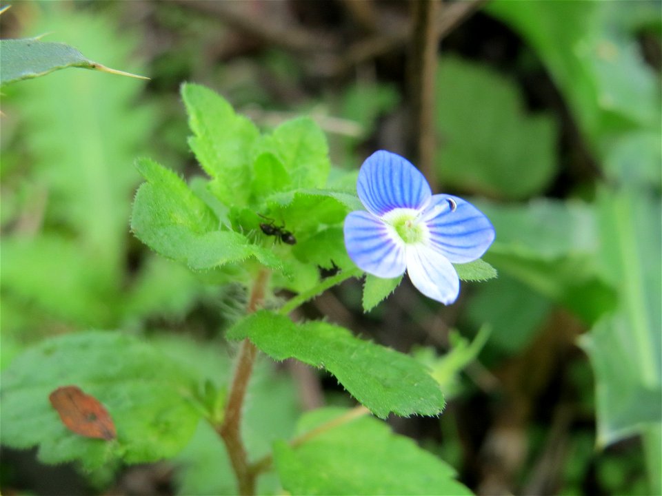 Persischer Ehrenpreis (Veronica persica) in Hockenheim-Talhaus