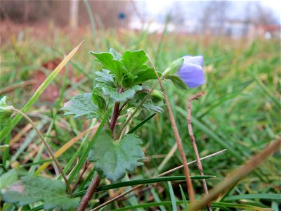 Persischer Ehrenpreis (Veronica persica) im Landesgartenschaupark Hockenheim