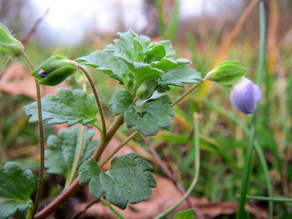 Persischer Ehrenpreis (Veronica persica) im Landesgartenschaupark Hockenheim