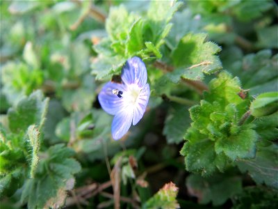 Persischer Ehrenpreis (Veronica persica) in Hockenheim