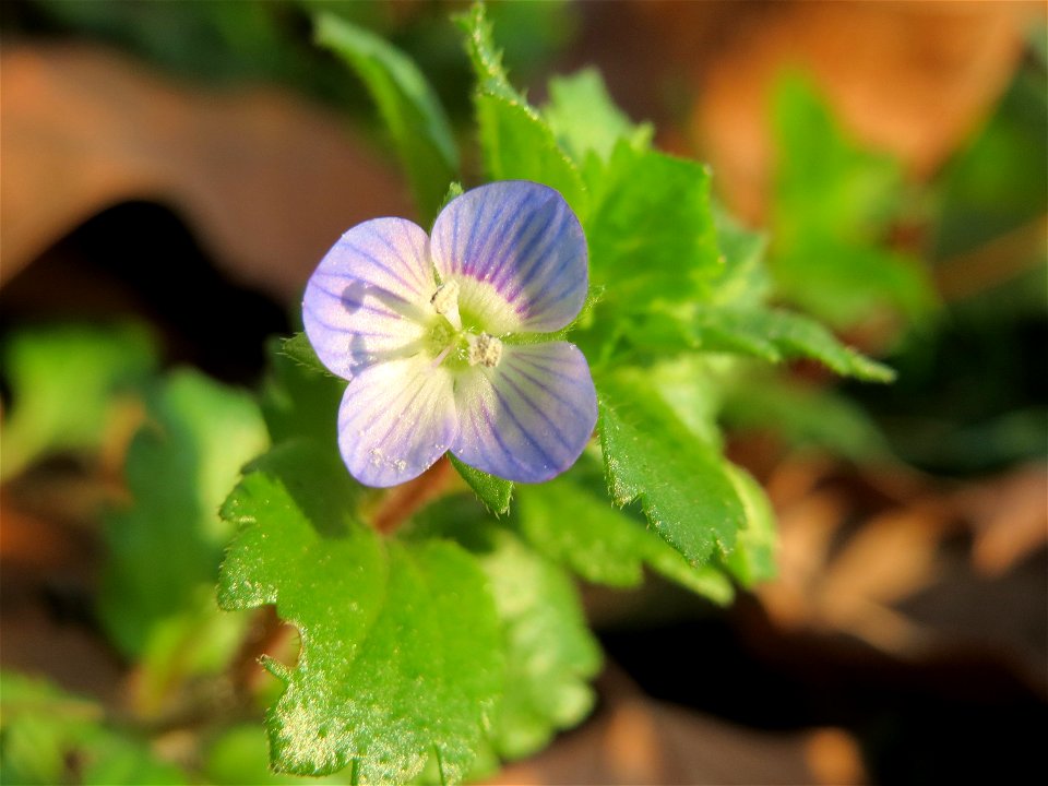 Persischer Ehrenpreis (Veronica persica) an der Saar in Saarbrücken