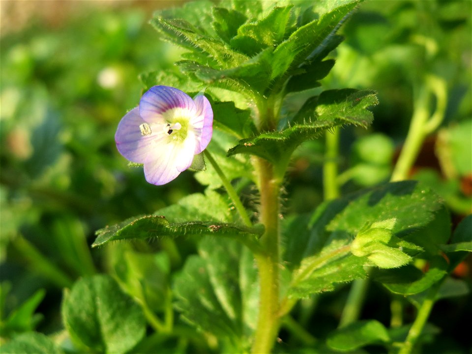 Persischer Ehrenpreis (Veronica persica) an der Saar in Saarbrücken