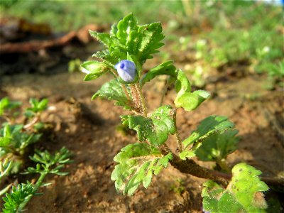 Persischer Ehrenpreis (Veronica persica) bei Hockenheim