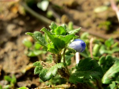Persischer Ehrenpreis (Veronica persica) bei Hockenheim