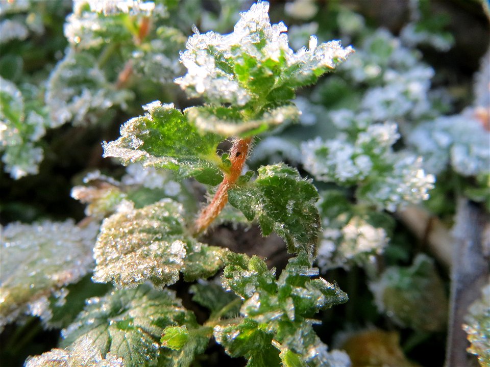 Persischer Ehrenpreis (Veronica persica) in Hockenheim