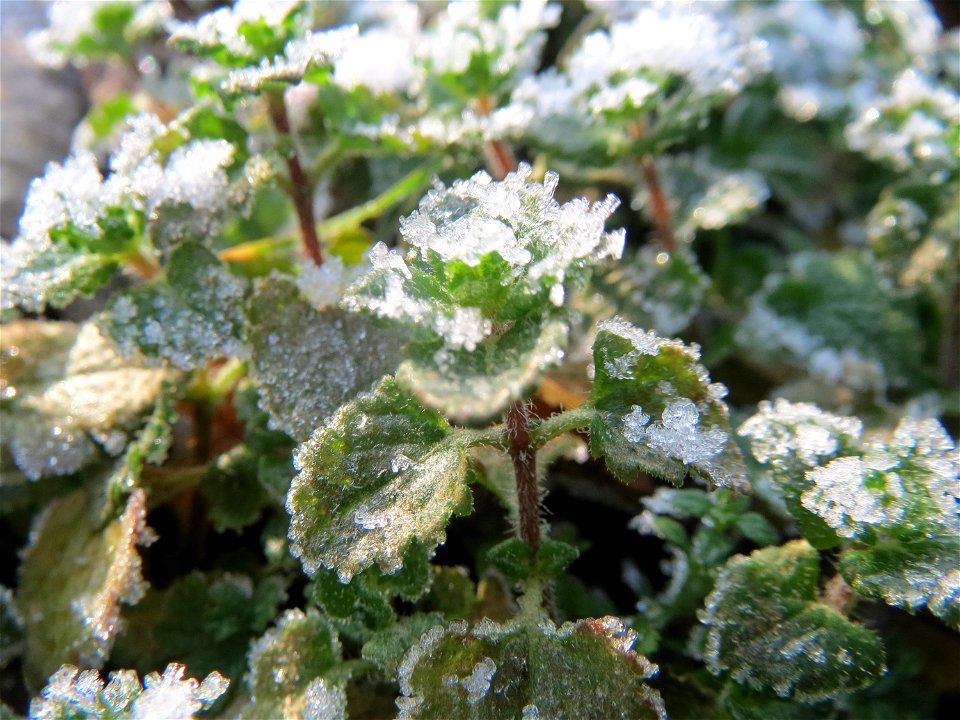 Persischer Ehrenpreis (Veronica persica) in Hockenheim