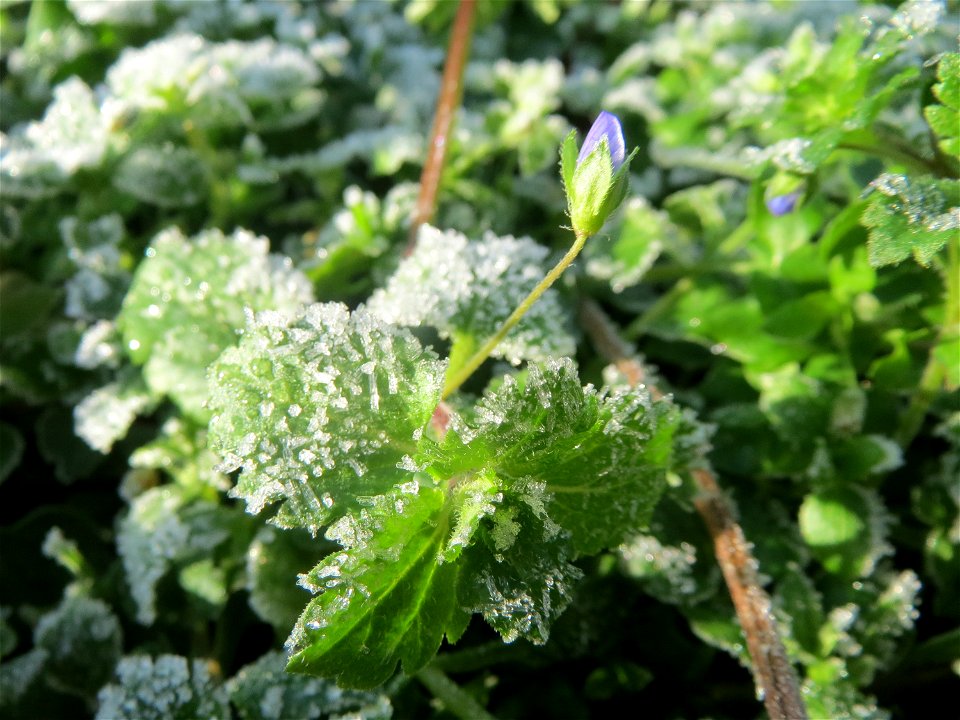 Persischer Ehrenpreis (Veronica persica) in Hockenheim