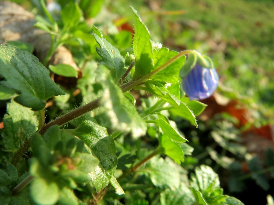 Persischer Ehrenpreis (Veronica persica) bei Hockenheim
