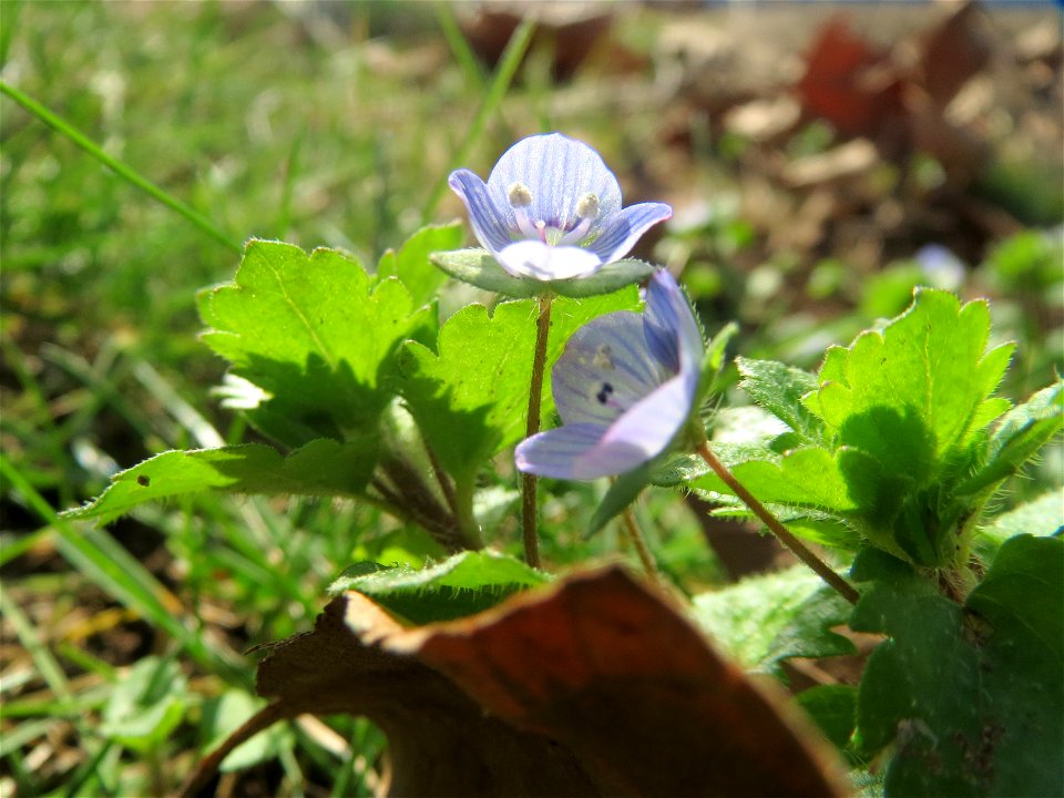 Persischer Ehrenpreis (Veronica persica) an der Saar in Saarbrücken
