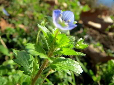 Persischer Ehrenpreis (Veronica persica) an der Saar in Saarbrücken