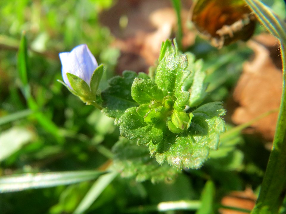 Persischer Ehrenpreis (Veronica persica) am Staden in Saarbrücken