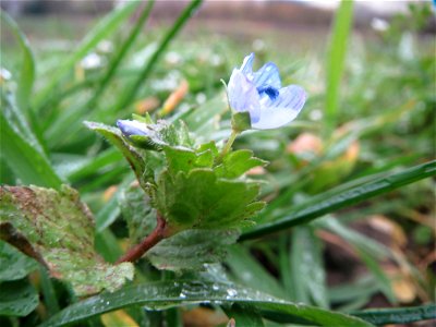 Persischer Ehrenpreis (Veronica persica) in der Saaraue Güdingen