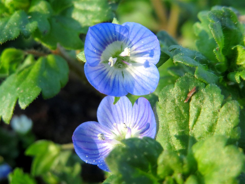 Persischer Ehrenpreis (Veronica persica) im Landesgartenschaupark Hockenheim