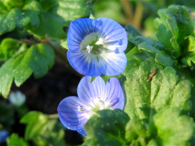 Persischer Ehrenpreis (Veronica persica) im Landesgartenschaupark Hockenheim