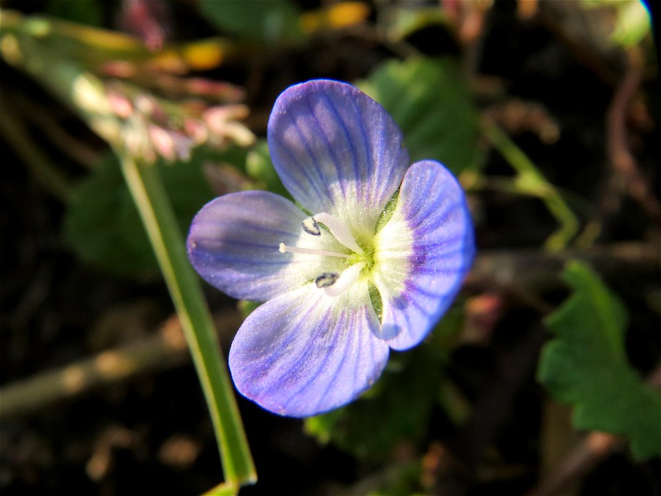 Persischer Ehrenpreis (Veronica persica) im Landesgartenschaupark Hockenheim