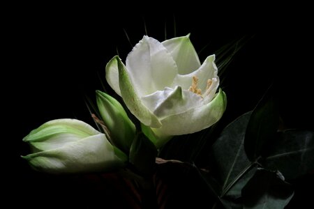 Bloom white amaryllis photo