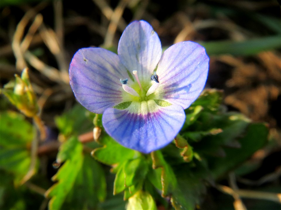 Persischer Ehrenpreis (Veronica persica) im Hockenheimer Rheinbogen