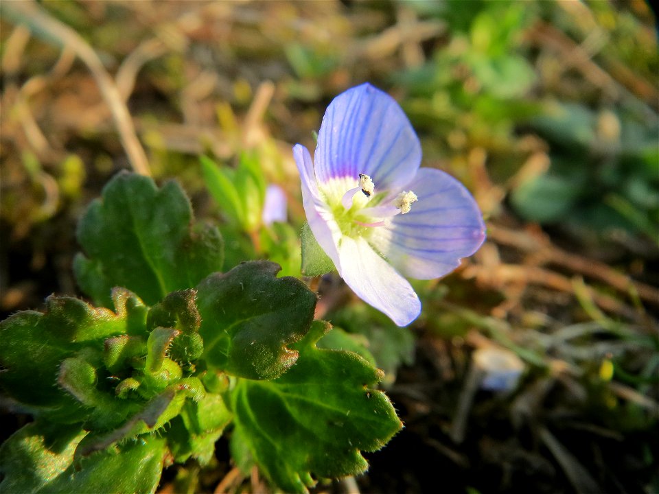 Persischer Ehrenpreis (Veronica persica) im Hockenheimer Rheinbogen