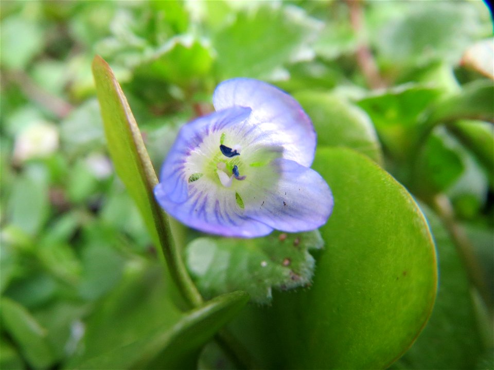 Persischer Ehrenpreis (Veronica persica) in Hockenheim
