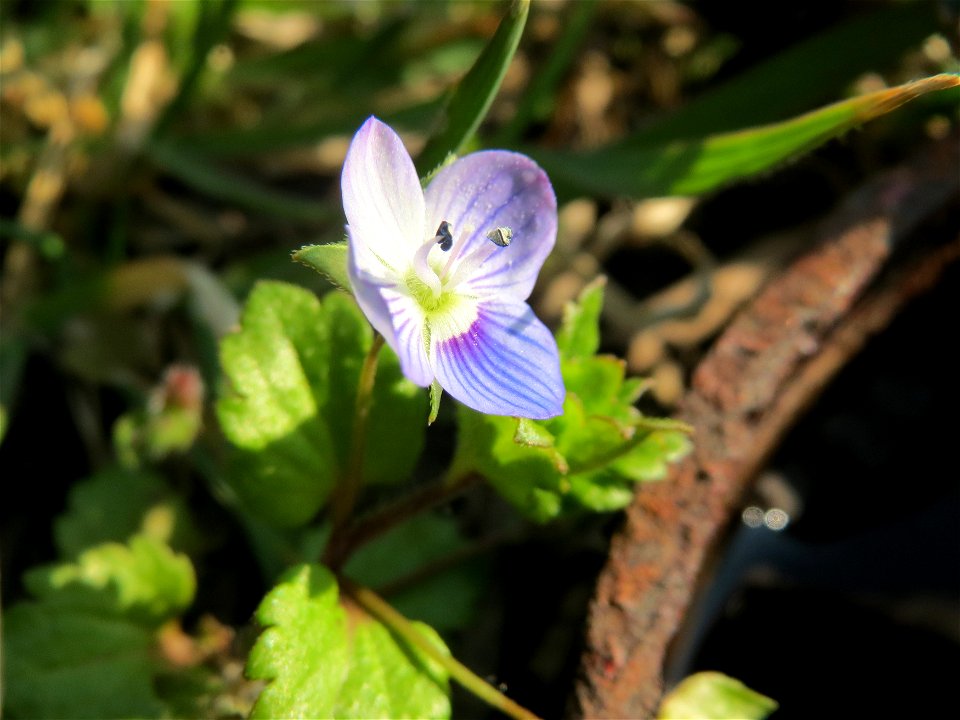 Persischer Ehrenpreis (Veronica persica) in Hockenheim