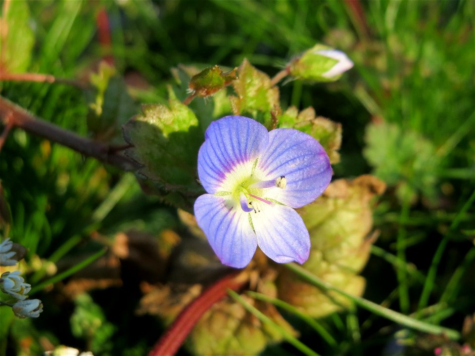 Persischer Ehrenpreis (Veronica persica) in Hockenheim