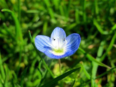 Persischer Ehrenpreis (Veronica persica) in Hockenheim