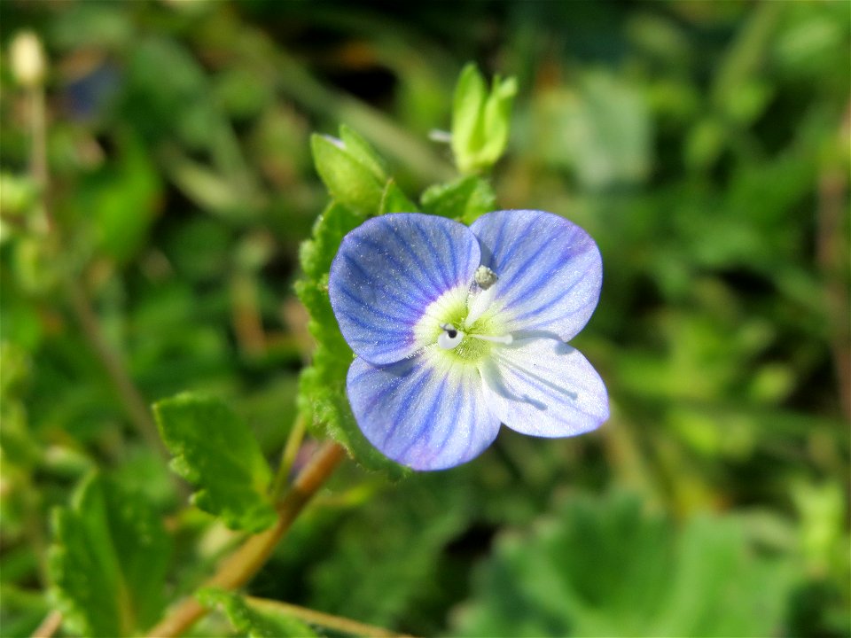 Persischer Ehrenpreis (Veronica persica) im Neuenheimer Feld in Heidelberg