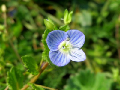 Persischer Ehrenpreis (Veronica persica) im Neuenheimer Feld in Heidelberg