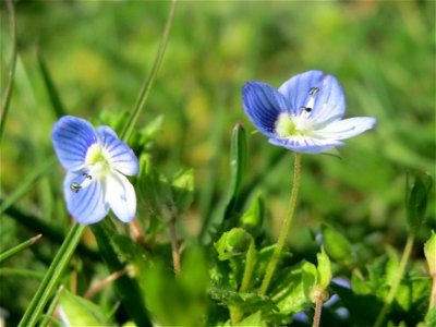 Persischer Ehrenpreis (Veronica persica) in Heidelberg